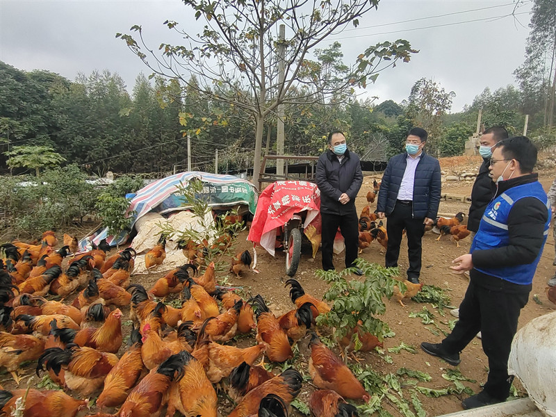 /QJ_178180327755.jpg 韋義勇查看養(yǎng)殖園現(xiàn)場(chǎng)1(楊光).jpg