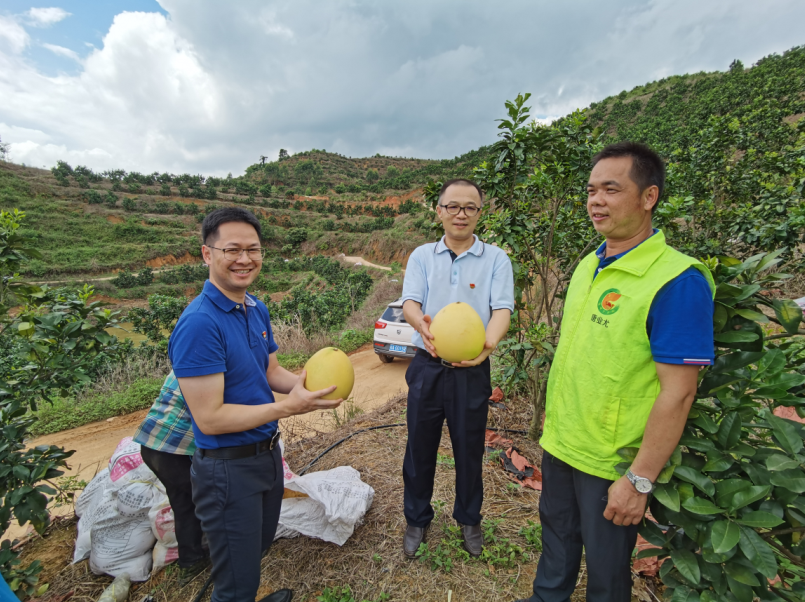 /QJ_100061199129.png 三紅蜜柚種植基地調(diào)研.png